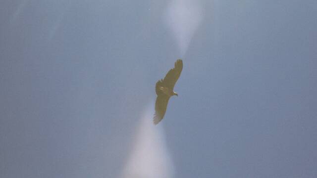 Condor