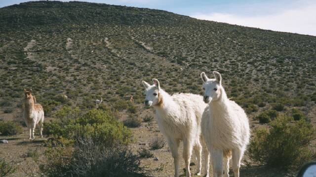 Lamas on the Altiplano