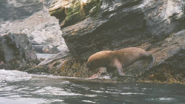 Sea lion goes swimming