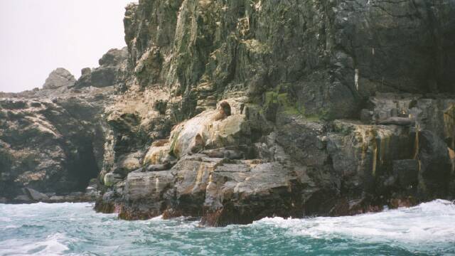 Sea lions at the reserve