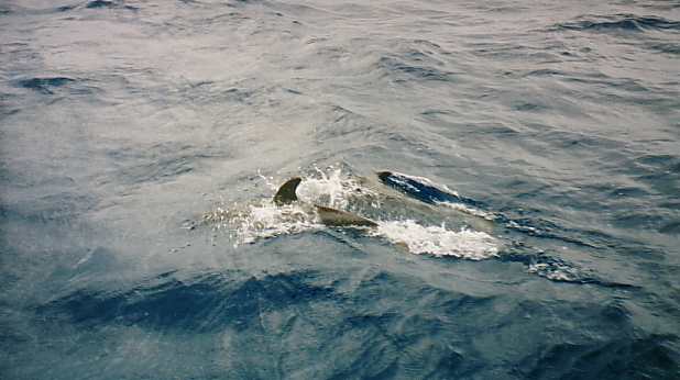 Where's the whale?